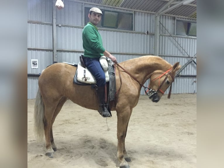 Cruzado Mix Merrie 14 Jaar 158 cm Palomino in Santiago De Compostela