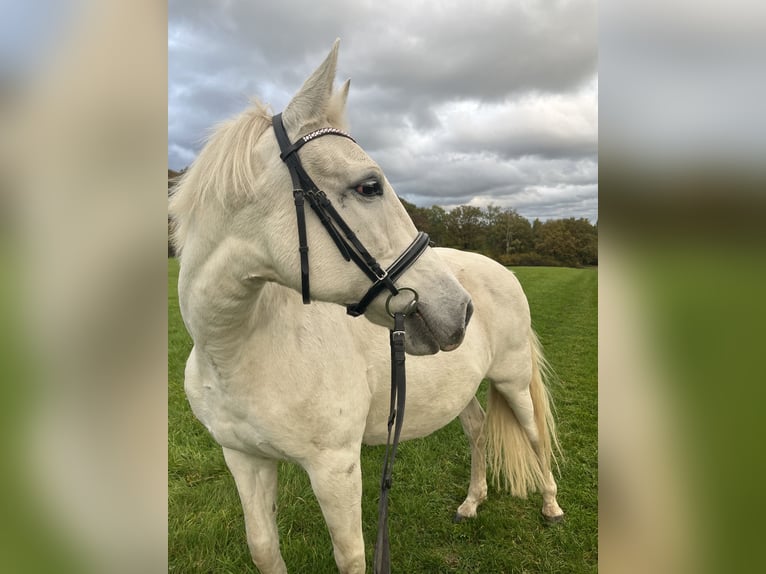 Cruzado Merrie 14 Jaar 160 cm Schimmel in Wadern