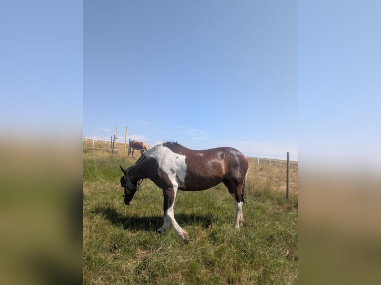 Cruzado Merrie 15 Jaar 148 cm Gevlekt-paard in Eschenburg