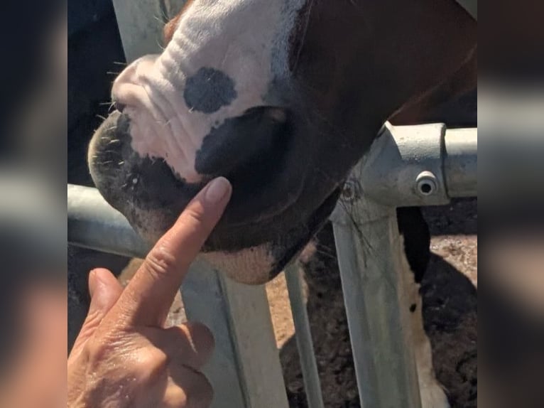 Cruzado Merrie 15 Jaar 148 cm Gevlekt-paard in Eschenburg