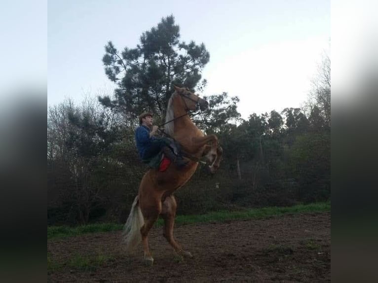 Cruzado Mix Merrie 15 Jaar 158 cm Palomino in Santiago De Compostela
