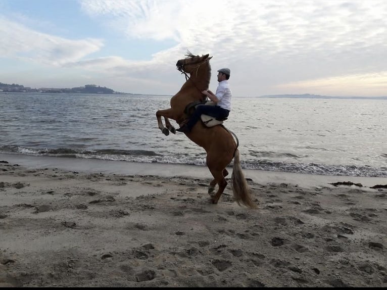 Cruzado Mix Merrie 15 Jaar 158 cm Palomino in Santiago De Compostela