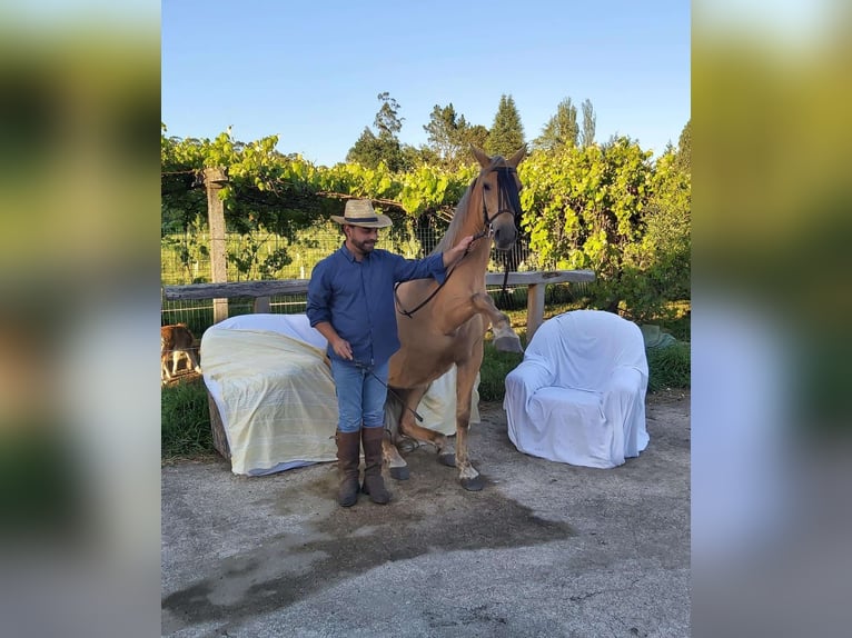 Cruzado Mix Merrie 15 Jaar 158 cm Palomino in Santiago De Compostela