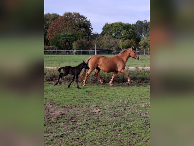Cruzado Mix Merrie 15 Jaar 158 cm Palomino in Santiago De Compostela