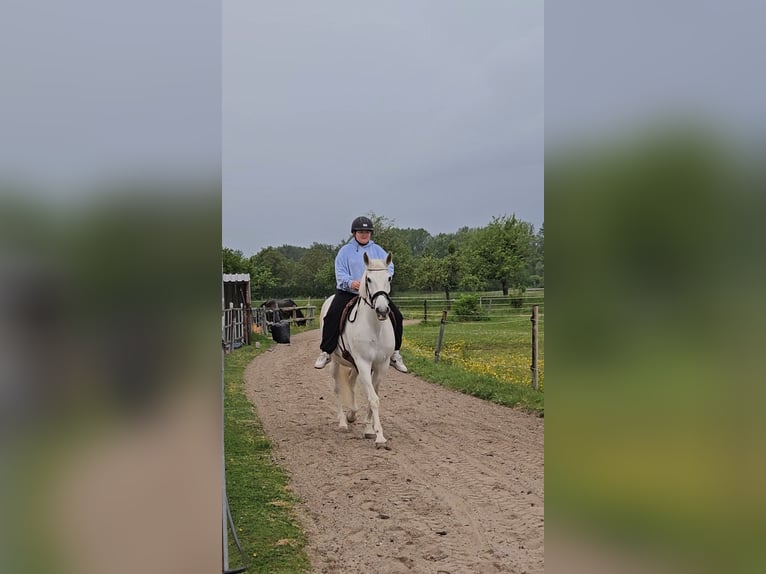 Cruzado Merrie 15 Jaar 160 cm Schimmel in Rheinstetten