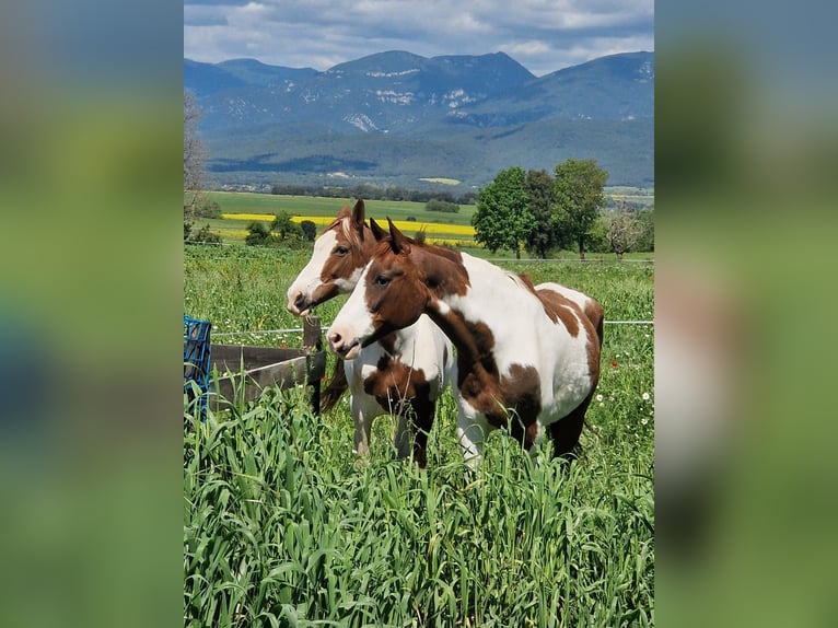 Cruzado Merrie 15 Jaar 162 cm Gevlekt-paard in Pins, Els (Banyoles)