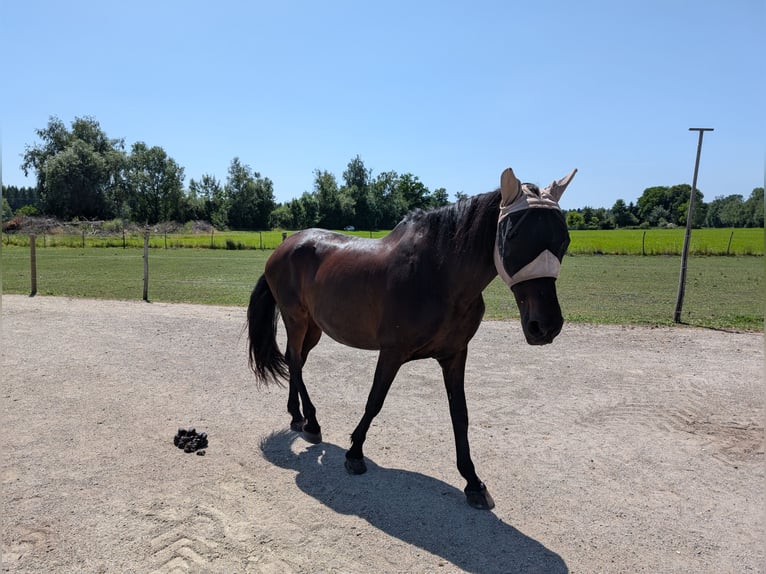Cruzado Merrie 15 Jaar 163 cm Donkerbruin in Kolbermoor