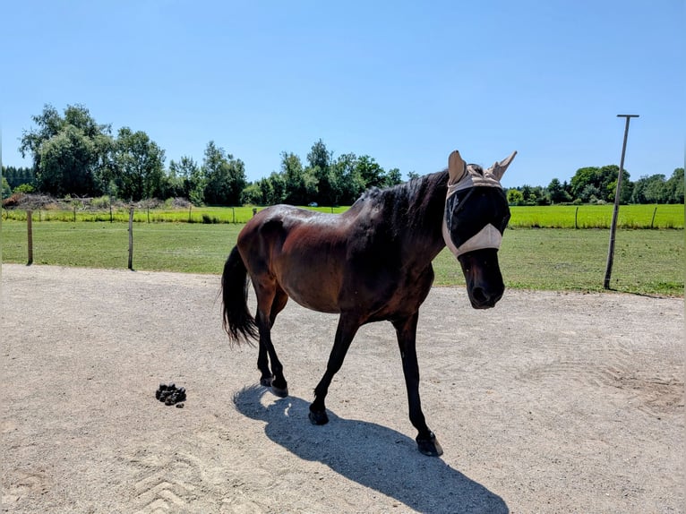 Cruzado Merrie 15 Jaar 163 cm Donkerbruin in Kolbermoor