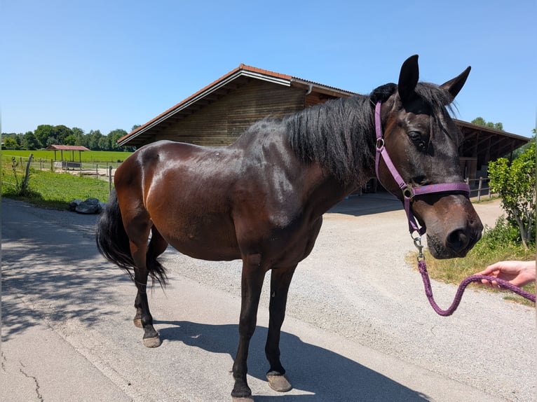 Cruzado Merrie 15 Jaar 163 cm Donkerbruin in Kolbermoor