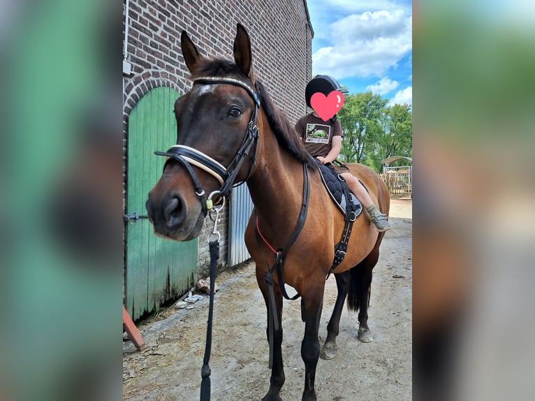 Cruzado Mix Merrie 16 Jaar 152 cm Bruin in Kempen