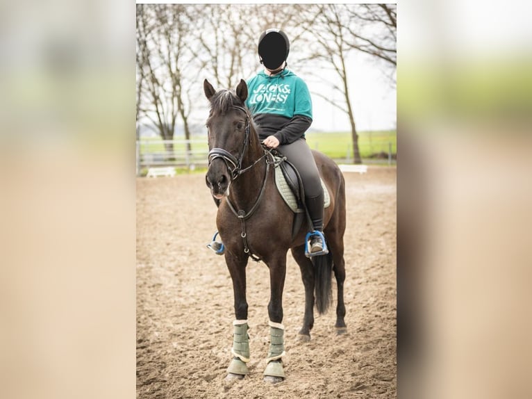 Cruzado Merrie 19 Jaar 153 cm Zwart in Vrees