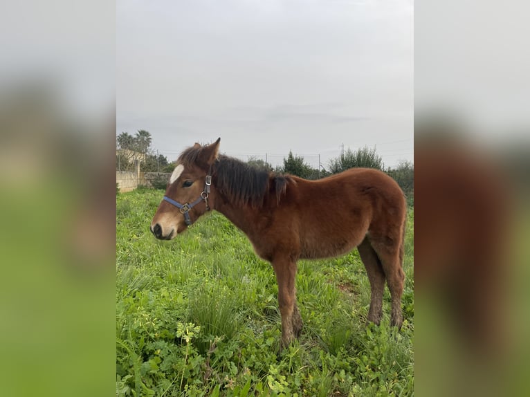 Cruzado Mix Merrie 1 Jaar 130 cm in Soller