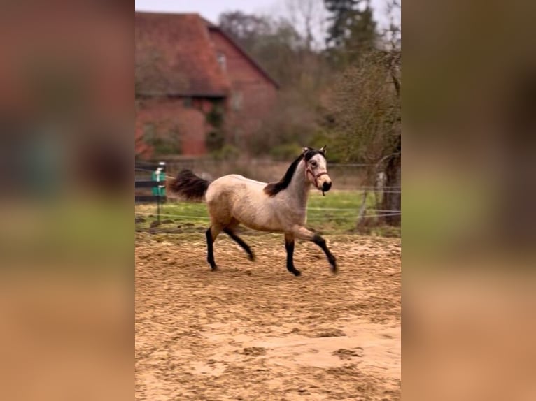 Cruzado Mix Merrie 1 Jaar 155 cm Buckskin in Porta Westfalica