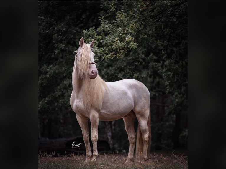 Cruzado Mix Merrie 1 Jaar 155 cm Buckskin in Porta Westfalica