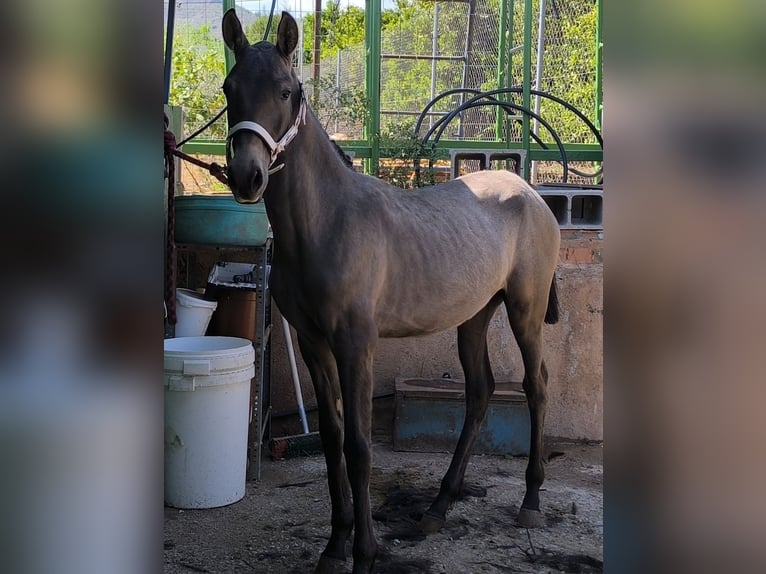 Cruzado Merrie 1 Jaar Schimmel in La Vall D&#x27;Uixo