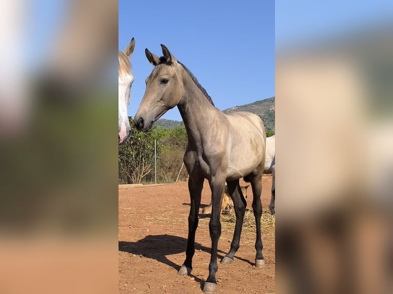 Cruzado Merrie 1 Jaar Schimmel in La Vall D&#x27;Uixo