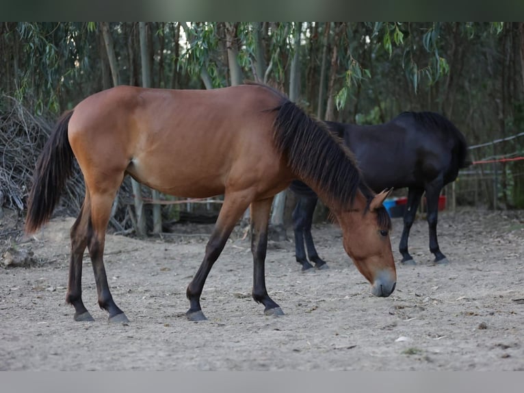 Cruzado Merrie 2 Jaar 161 cm Bruin in Rio Maior