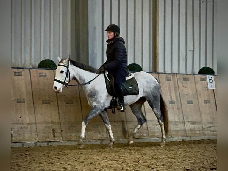 Cruzado Merrie 3 Jaar 150 cm Appelschimmel in Neustadt (Wied)