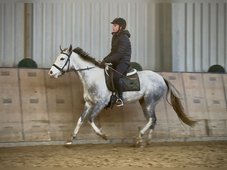 Cruzado Merrie 3 Jaar 150 cm Appelschimmel in Neustadt (Wied)