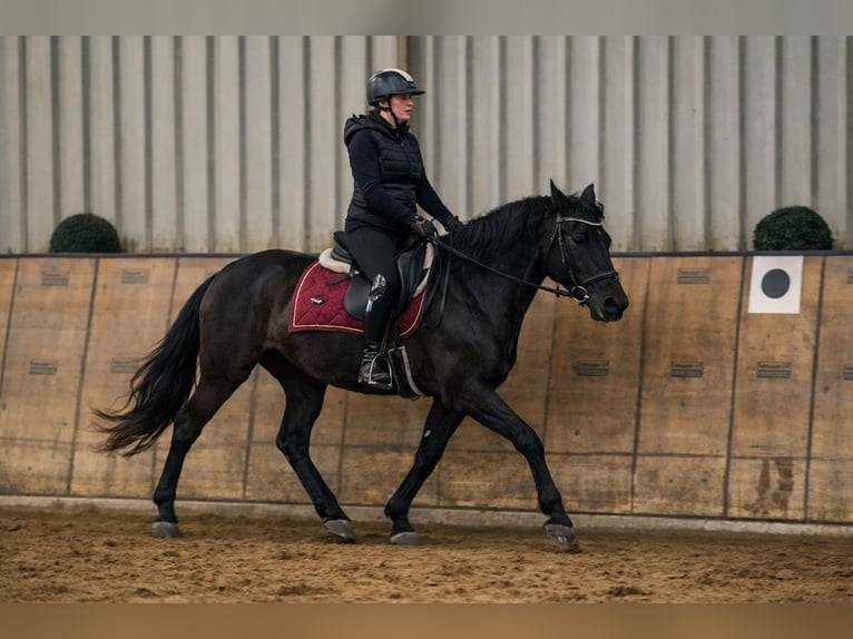 Cruzado Merrie 3 Jaar 150 cm Zwart in Neustadt (Wied)