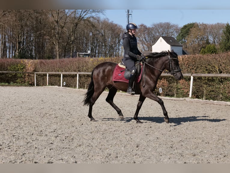 Cruzado Merrie 3 Jaar 150 cm Zwart in Neustadt (Wied)