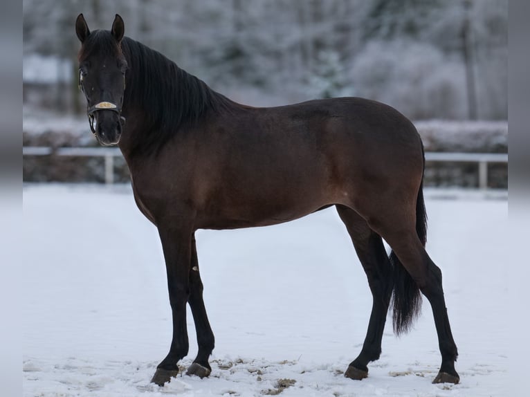 Cruzado Merrie 3 Jaar 150 cm Zwart in Neustadt (Wied)