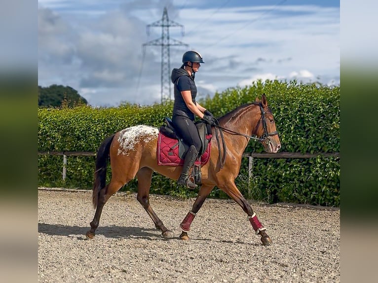 Cruzado Merrie 3 Jaar 153 cm Appaloosa in Neustadt (Wied)
