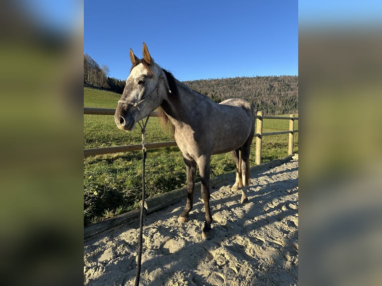 Cruzado Merrie 3 Jaar 154 cm Schimmel in Châtelat