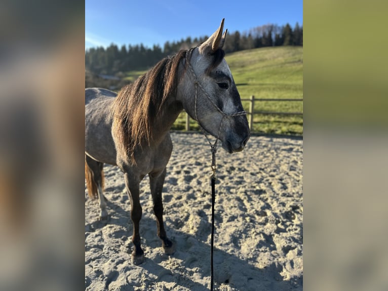Cruzado Merrie 3 Jaar 154 cm Schimmel in Châtelat
