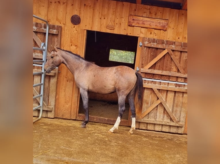 Cruzado Merrie 3 Jaar 154 cm Schimmel in Châtelat