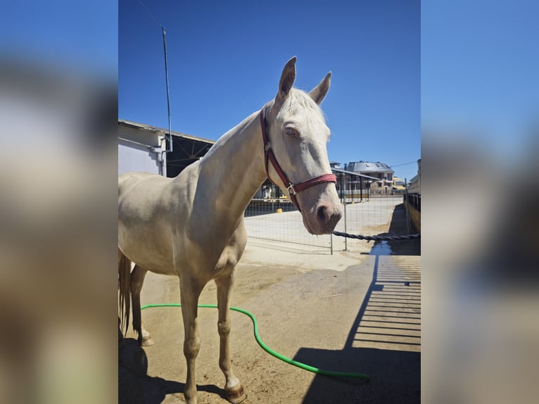Cruzado Merrie 3 Jaar 155 cm Cremello in Hervededo