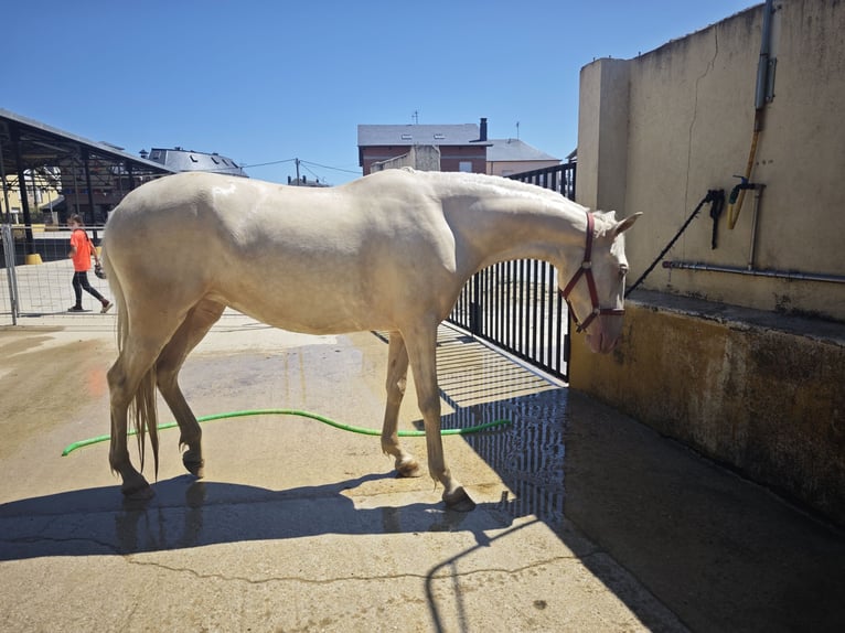 Cruzado Merrie 3 Jaar 155 cm Cremello in Hervededo