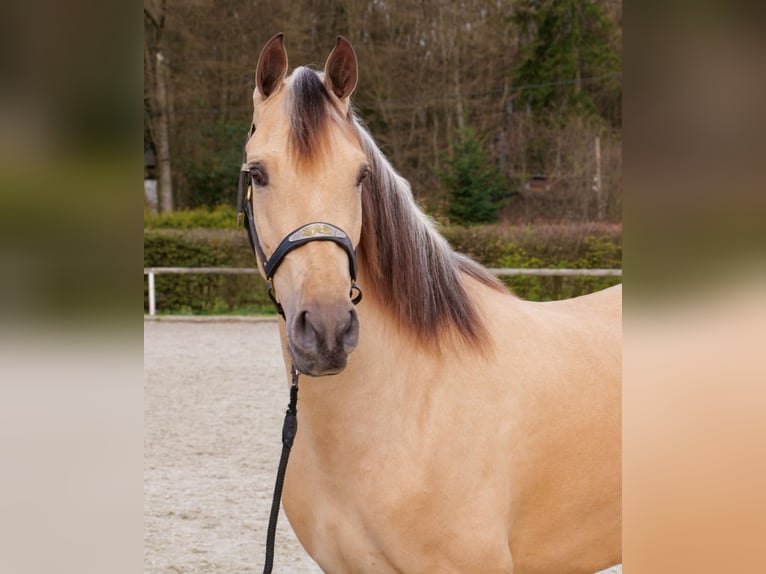 Cruzado Merrie 3 Jaar 158 cm Falbe in Neustadt (Wied)