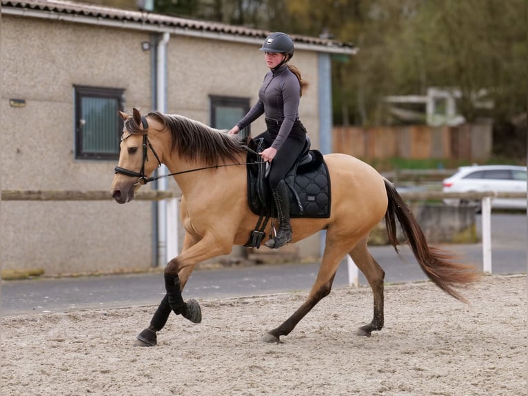 Cruzado Merrie 3 Jaar 158 cm Falbe in Neustadt (Wied)