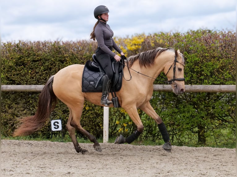 Cruzado Merrie 3 Jaar 158 cm Falbe in Neustadt (Wied)