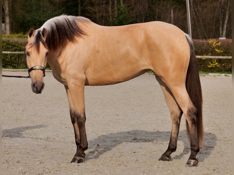 Cruzado Merrie 3 Jaar 158 cm Falbe in Neustadt (Wied)