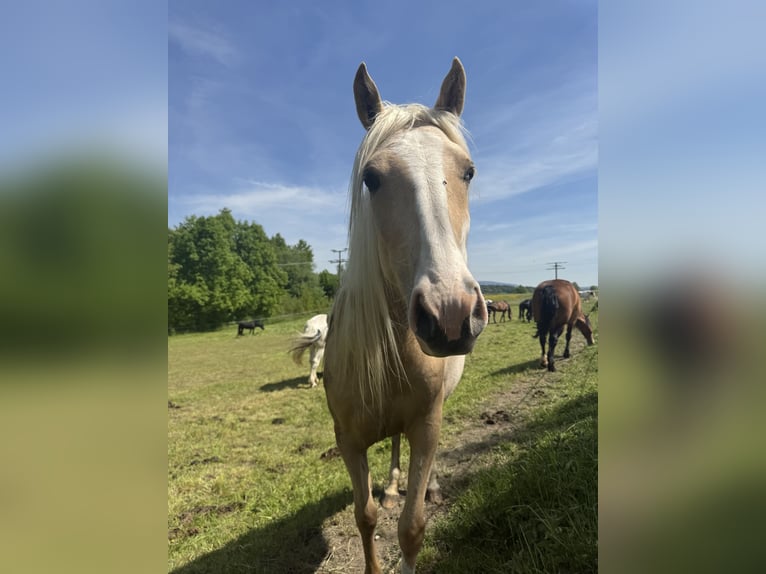 Cruzado Merrie 3 Jaar 160 cm Palomino in Kulmbach