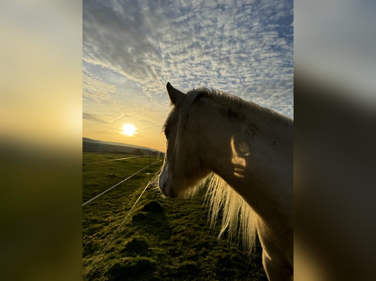 Cruzado Merrie 3 Jaar 160 cm Palomino in Kulmbach