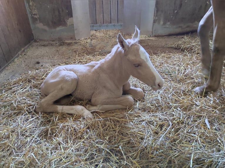 Cruzado Merrie 3 Jaar 160 cm Palomino in Kulmbach