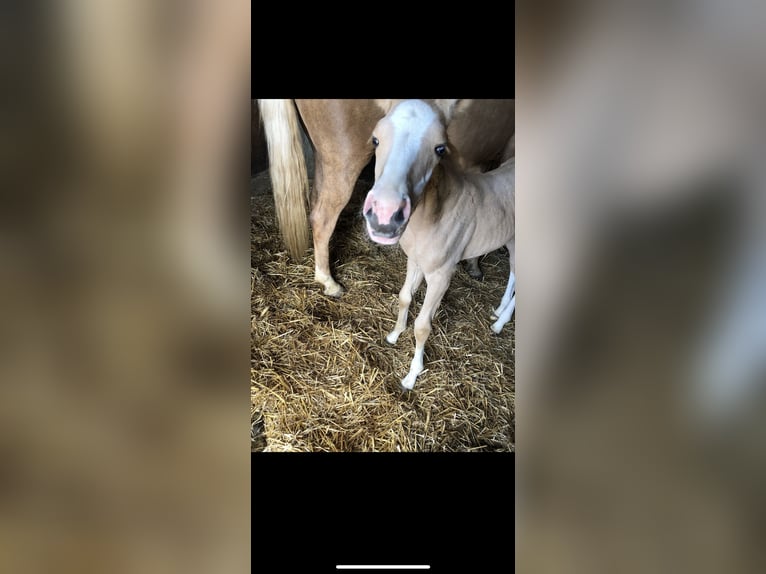 Cruzado Merrie 3 Jaar 160 cm Palomino in Kulmbach