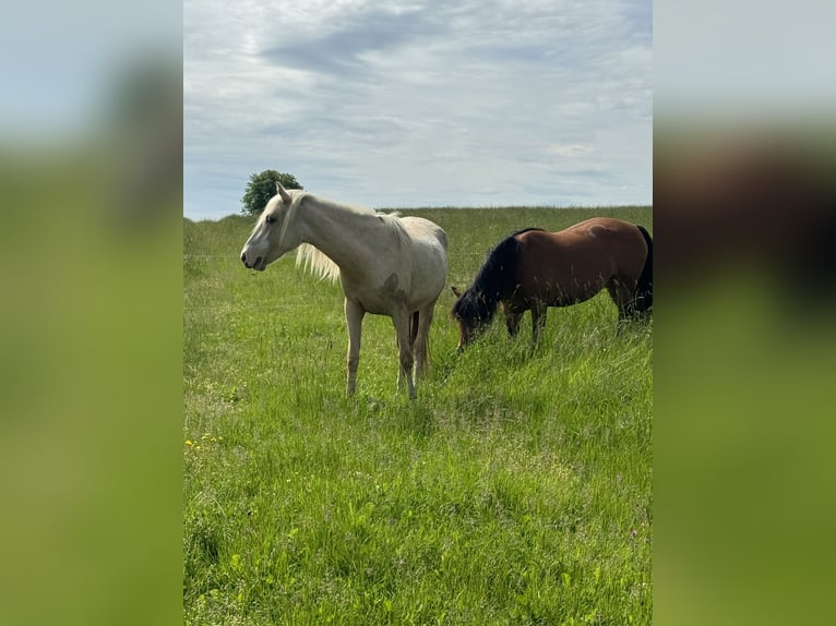 Cruzado Merrie 3 Jaar 160 cm Palomino in Kulmbach