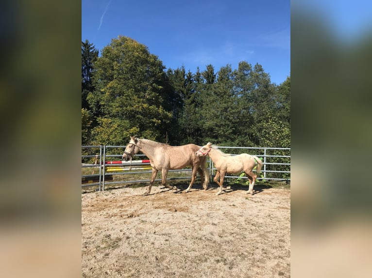 Cruzado Merrie 3 Jaar 160 cm Palomino in Kulmbach