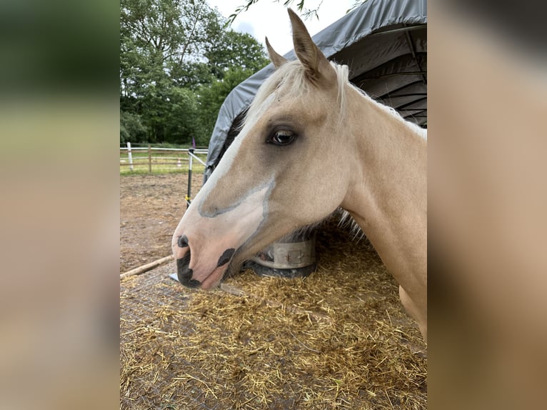 Cruzado Merrie 3 Jaar 160 cm Palomino in Kulmbach
