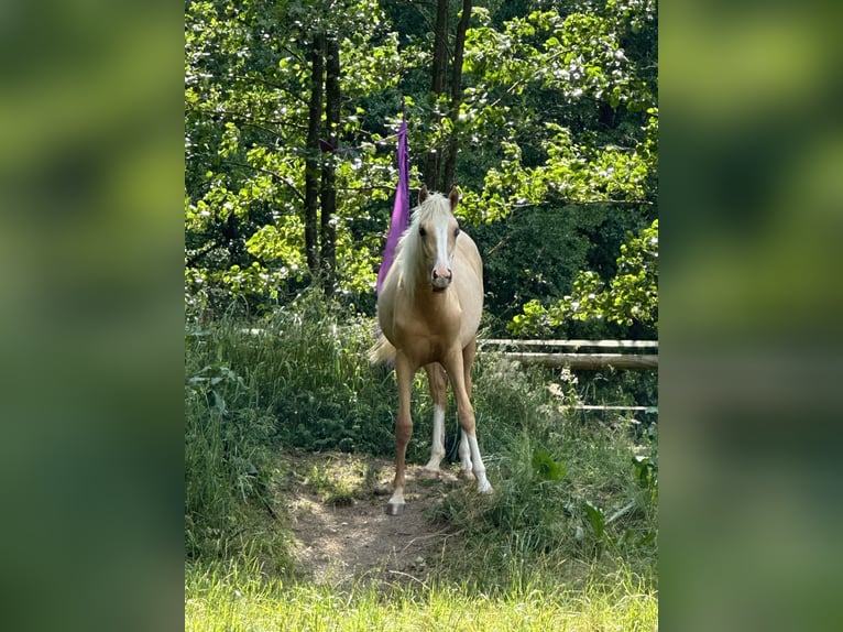 Cruzado Merrie 3 Jaar 160 cm Palomino in Kulmbach