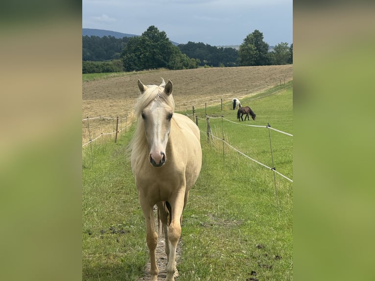 Cruzado Merrie 3 Jaar 160 cm Palomino in Kulmbach