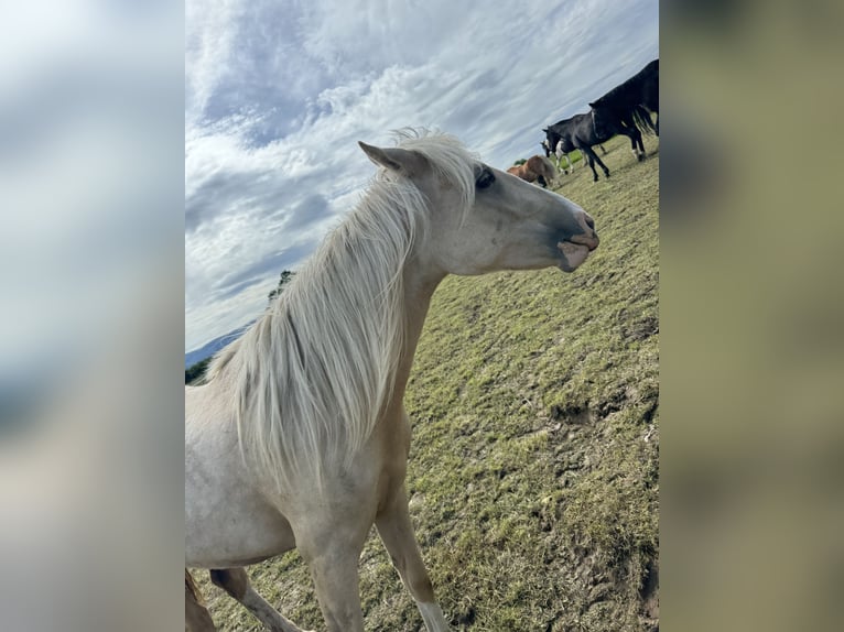 Cruzado Merrie 3 Jaar 160 cm Palomino in Kulmbach