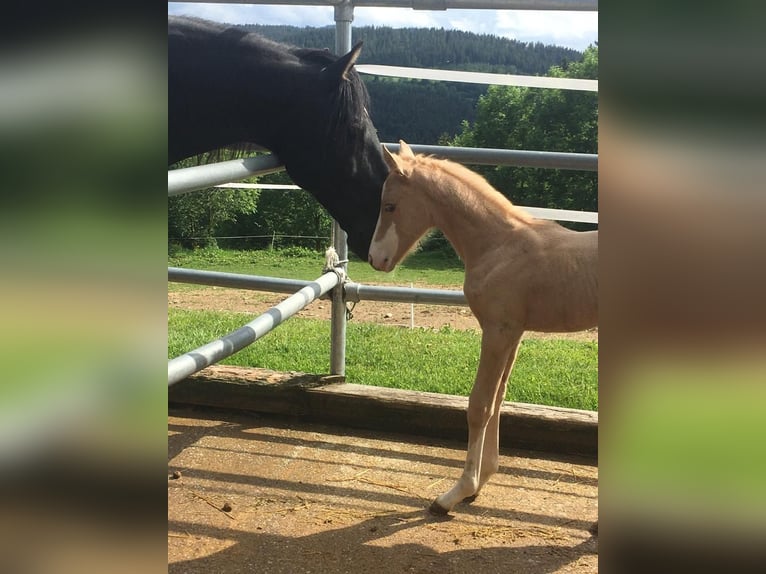 Cruzado Merrie 3 Jaar 160 cm Palomino in Kulmbach