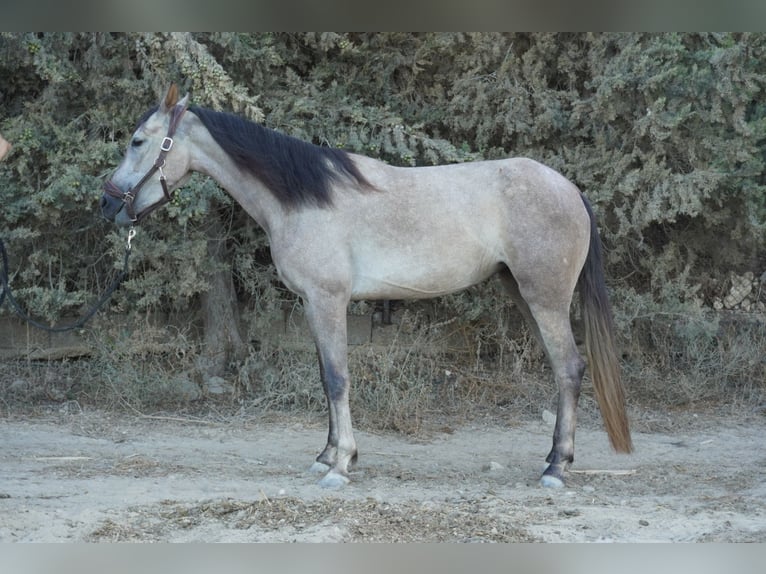 Cruzado Mix Merrie 4 Jaar 147 cm Schimmel in Torrevieja