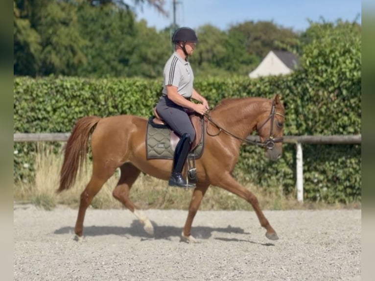 Cruzado Merrie 4 Jaar 150 cm Vos in Neustadt (Wied)