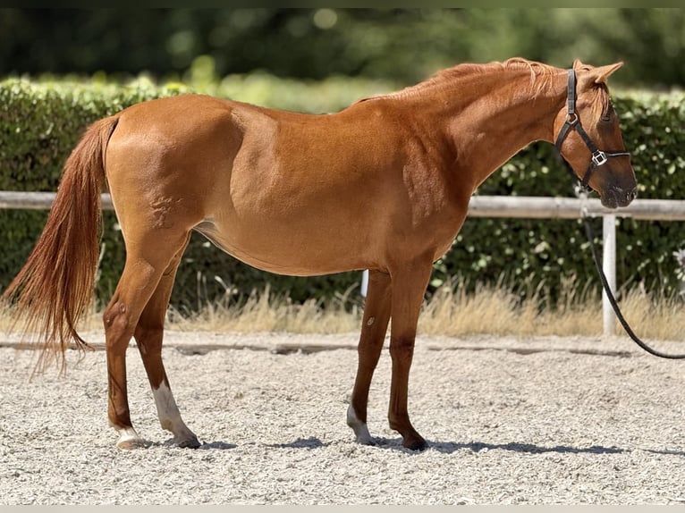 Cruzado Merrie 4 Jaar 150 cm Vos in Neustadt (Wied)
